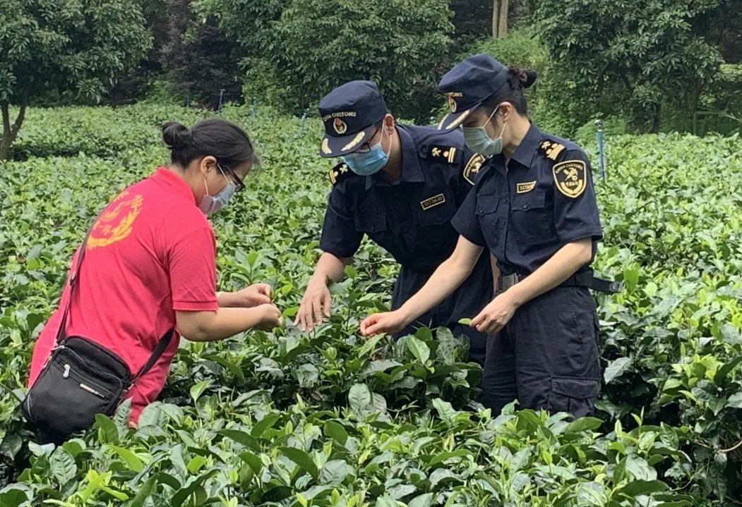 茶葉出口需要辦理什么手續(xù)？